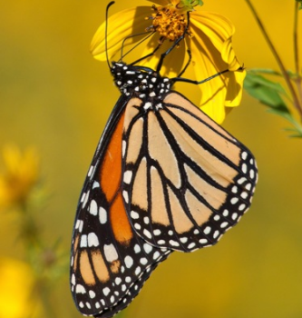 monarch_butterfly.png