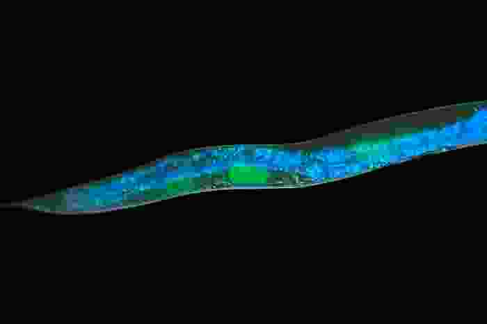 a close up to the tail of a blue and green glowing in the dark worm