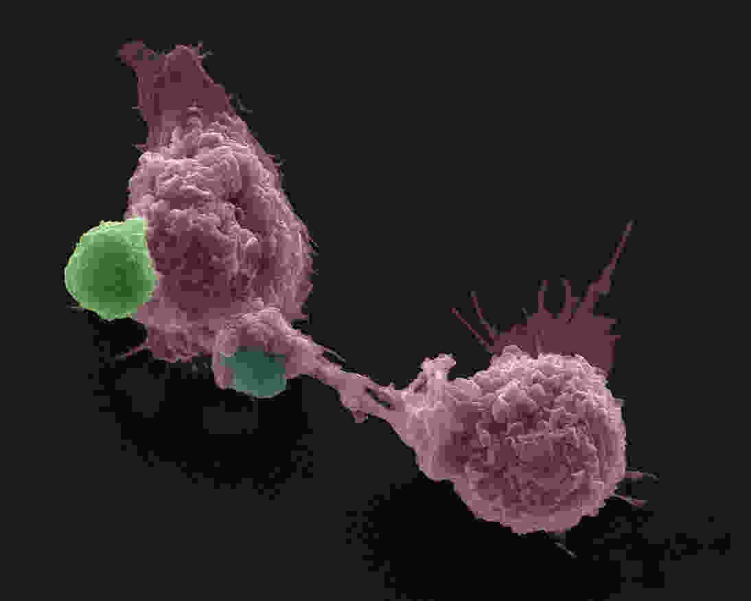 macrophages with GerPs