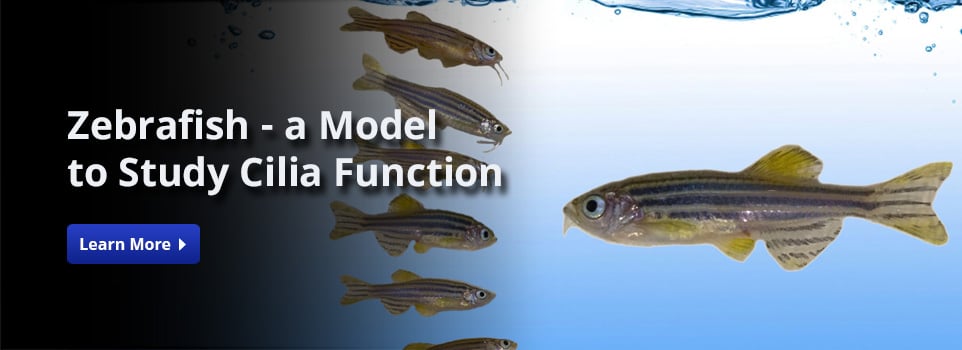 Zebrafish - A model to study cilia function