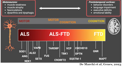 ALS-FTD Continuum cited by: De Marchi et al, Genes, 2023
