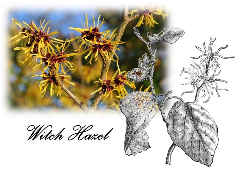 Witch Hazel from the 'Medicinal Flora of Massachusetts" exhibit