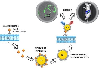 Application of molecularly imprinted polymers as artificial receptors for imaging