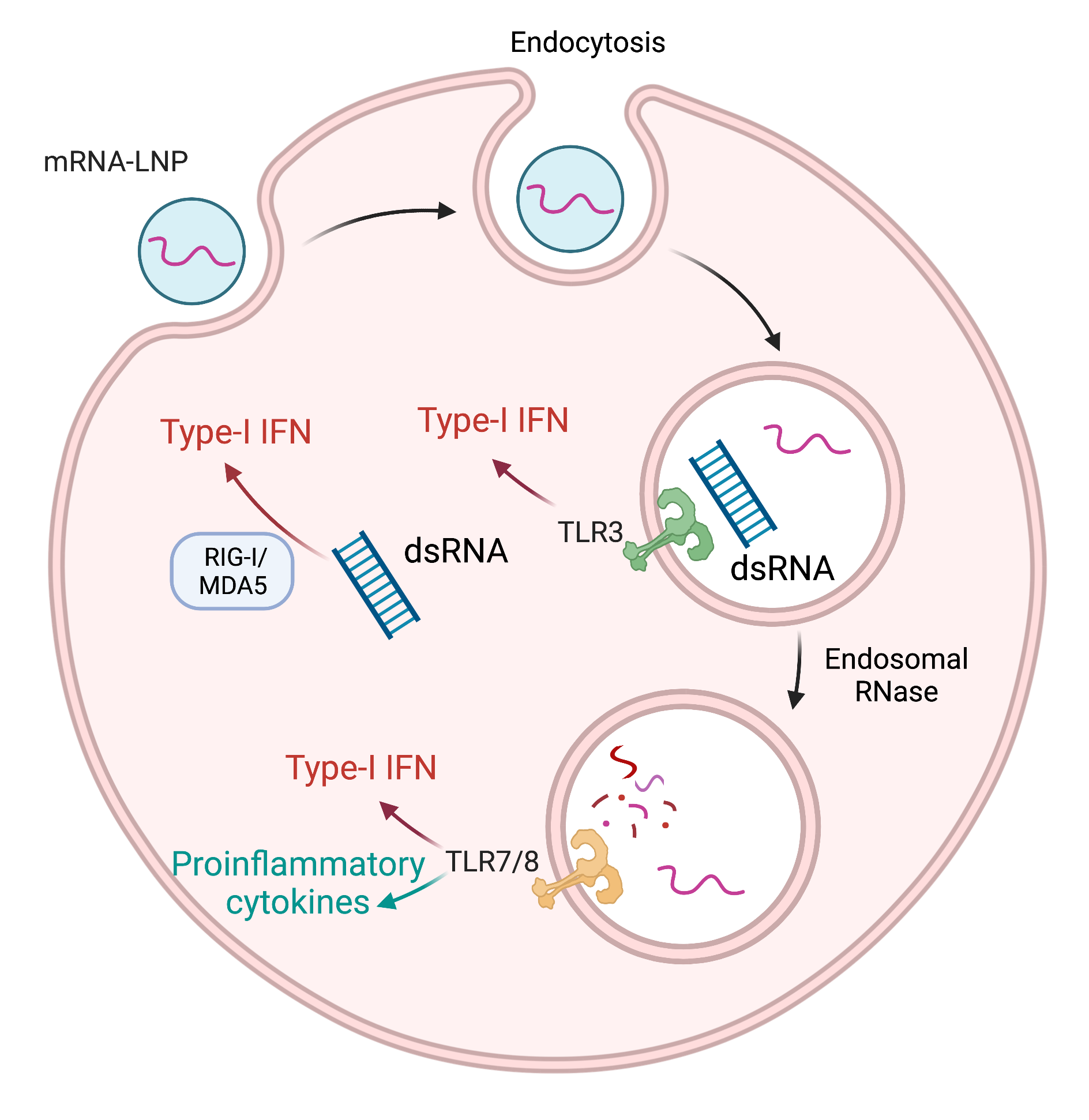 RNA Innate immune sensing