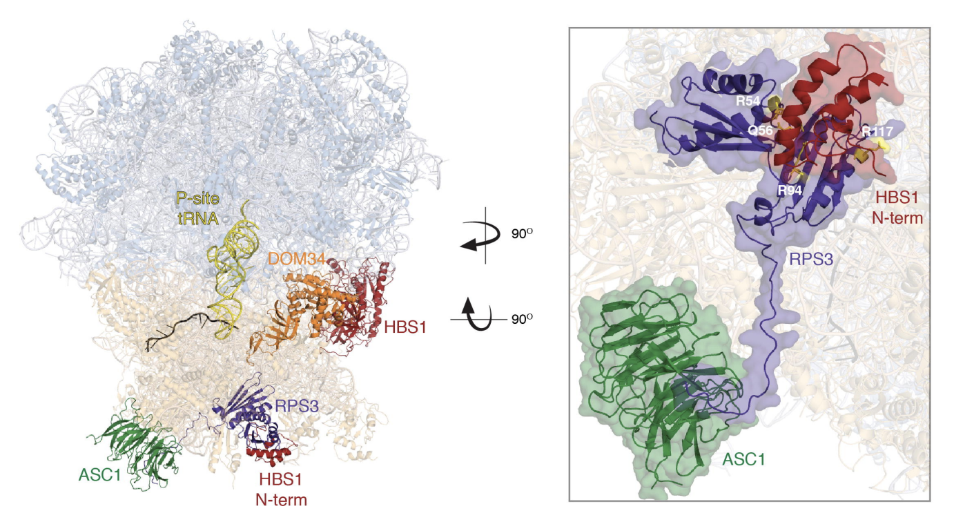 18s rRNA ribosomal decay non-functional