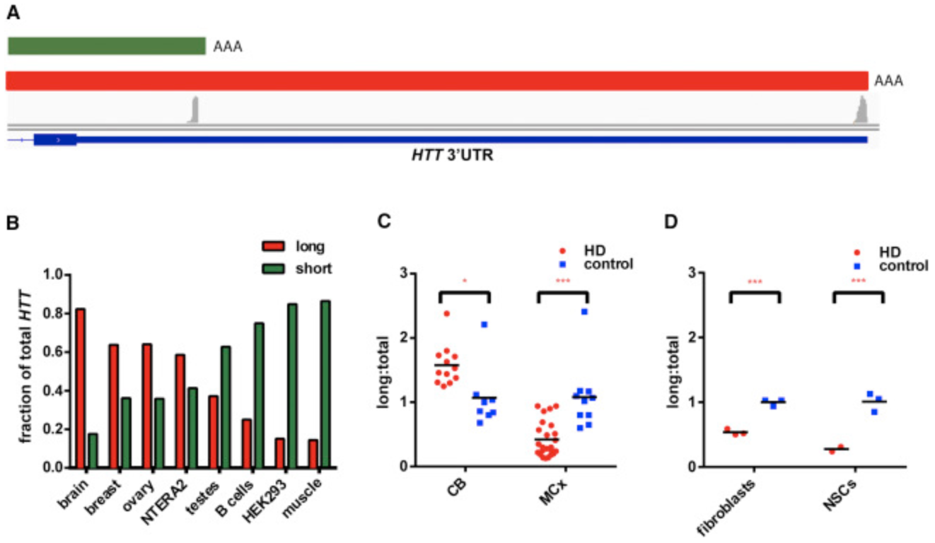 Alterations in mRNA 3′ UTR Isoform Abundance Accompany Gene Expression Changes in Human Huntington’s Disease Brains