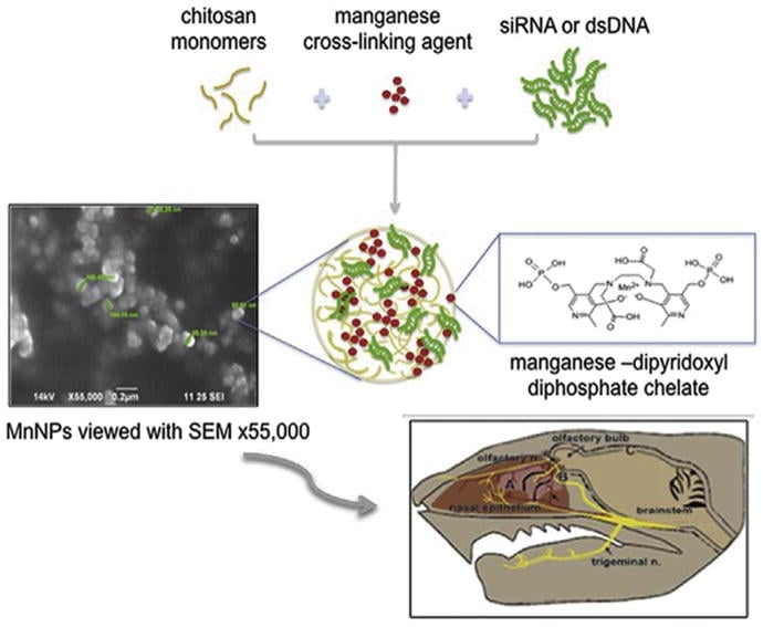 Chitosan-Mangafodipir nanoparticles designed for intranasal delivery of siRNA and DNA to brain
