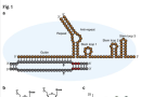 Heavily and fully modified RNAs guide efficient SpyCas9-mediated genome editing