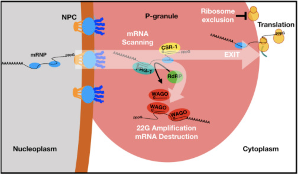 Model. piRNAs Scan mRNAs within Perinuclear Nuage prior to Translation Initiation