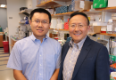 New genome-editing strategy developed at UMMS may lead to therapeutics Dan Wang, Guangping Gao and colleagues describe approach in Nature Biotechnology