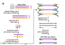 Elimination of PCR duplicates in RNA-seq and small RNA-seq using unique molecular identifiers
