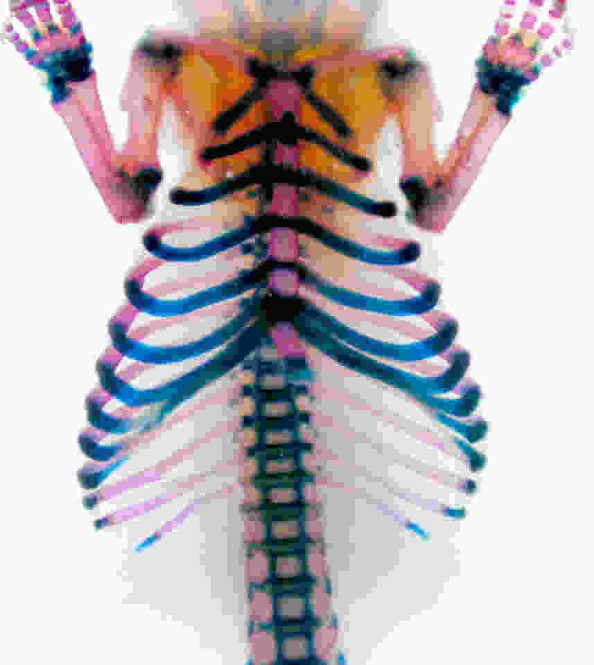 Skeletal preparation of 4-day-old rat. Mineralized bone is stained red with alizarin red and cartilage is stained with alcian blue. Neotnatal ribs are a very useful source of chondrocytes for use in culture experiments (see Gartland et al. 2005. Bone 37(4):530-44).