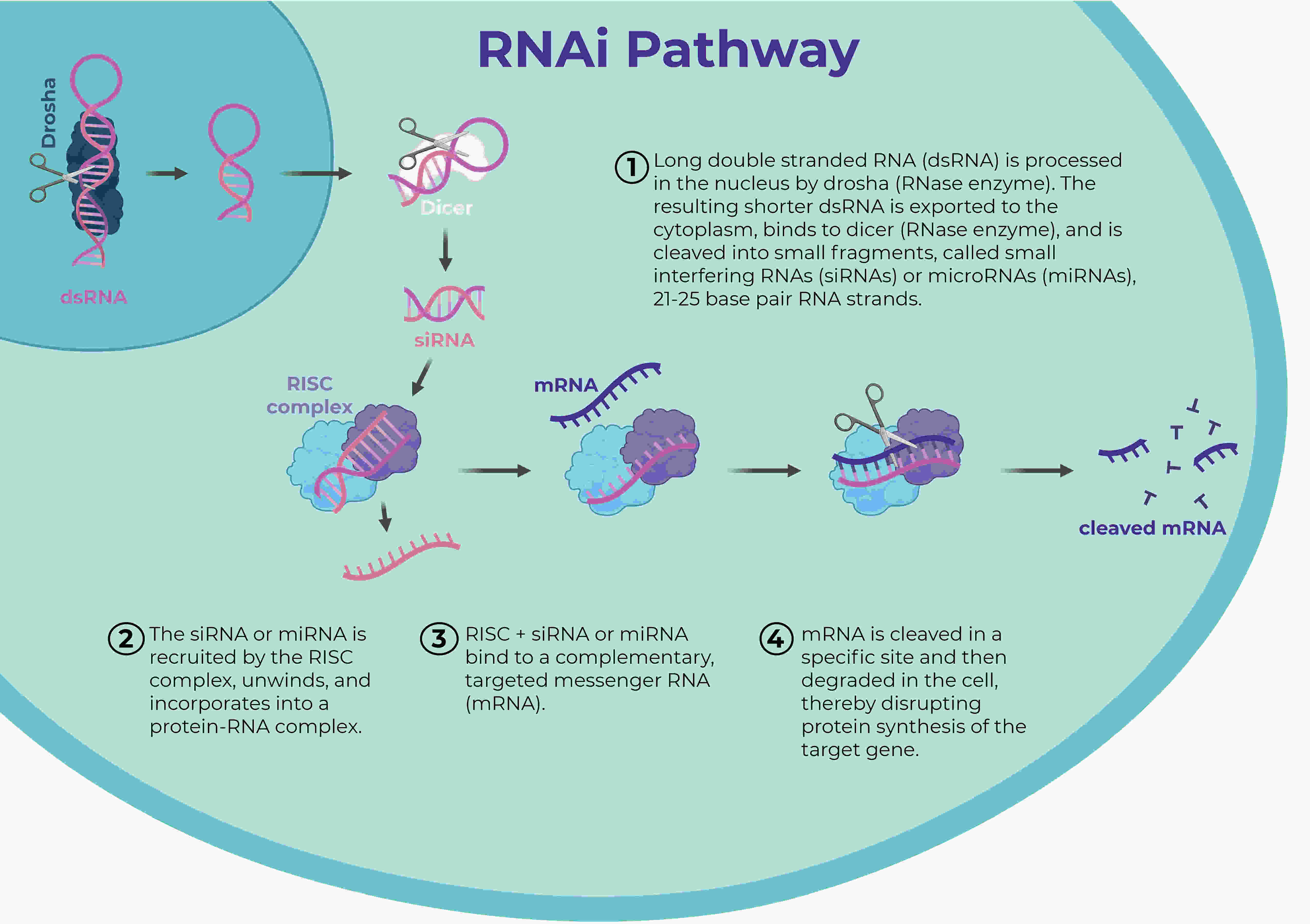 RNAi pathway, full text.jpg