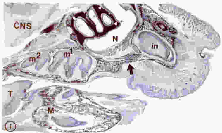 This section shows the important bone growth center, the premaxillary-maxillary suture at the arrow. Toluidine blue stain of paraffin section. CNS = central nervous system; m&sup1; and m&sup2; are the maxillary molars; T = tongue; M = mandible; N = nasal cavity; in = maxillary incisor. (see Marks, SC Jr, et al. 1999, Developmental Dynamics 215(2):117-125).