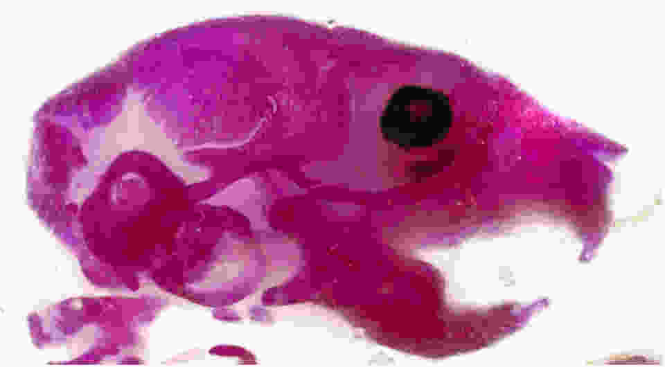 Eight-day-old wild type mouse head was stained with alizarin red to visualize the mineralizing bones of the skull and facial skeleton. (see Odgren, PR, et al. 2010. PLoS One. 2010; 5(4): e9959).
