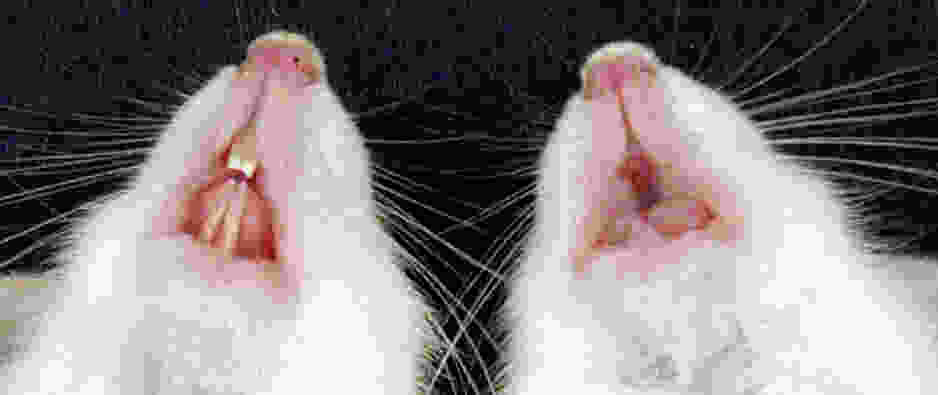 The toothless (tl/tl) rat on the right lacks teeth due to the failure of osteoclasts to excavate tooth eruption pathways through the jaws. They need a special diet of ground food.