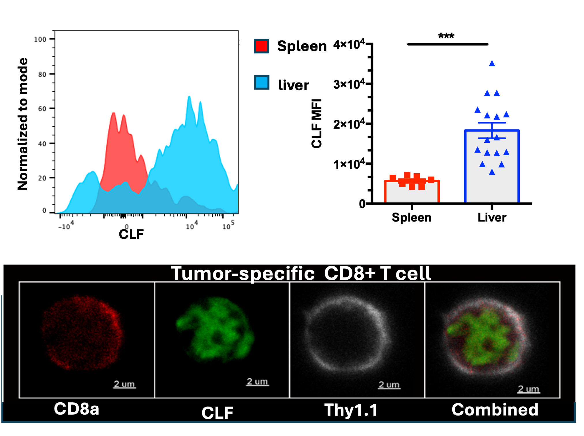 Metabolic adaptation of T cells to the liver