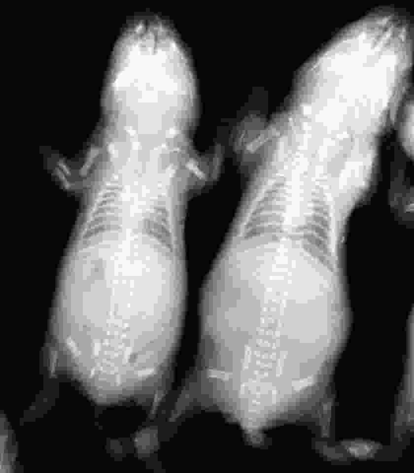 The neonatal osteopetrotic rat on the left is easily distinguished from its normal littermate on the right by the lack of marrow spaces in its limb bones, giving them a near-uniform white color without the darker cores, which indicate marrow spaces in the normal littermate.