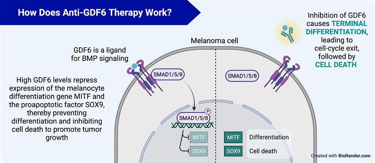 how-does-anti-gdf6-therapy-work.jpg