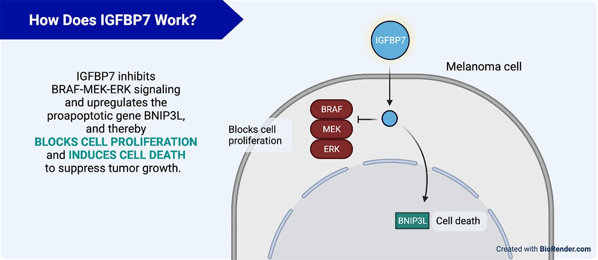 how-does-igfbp7-work.jpg