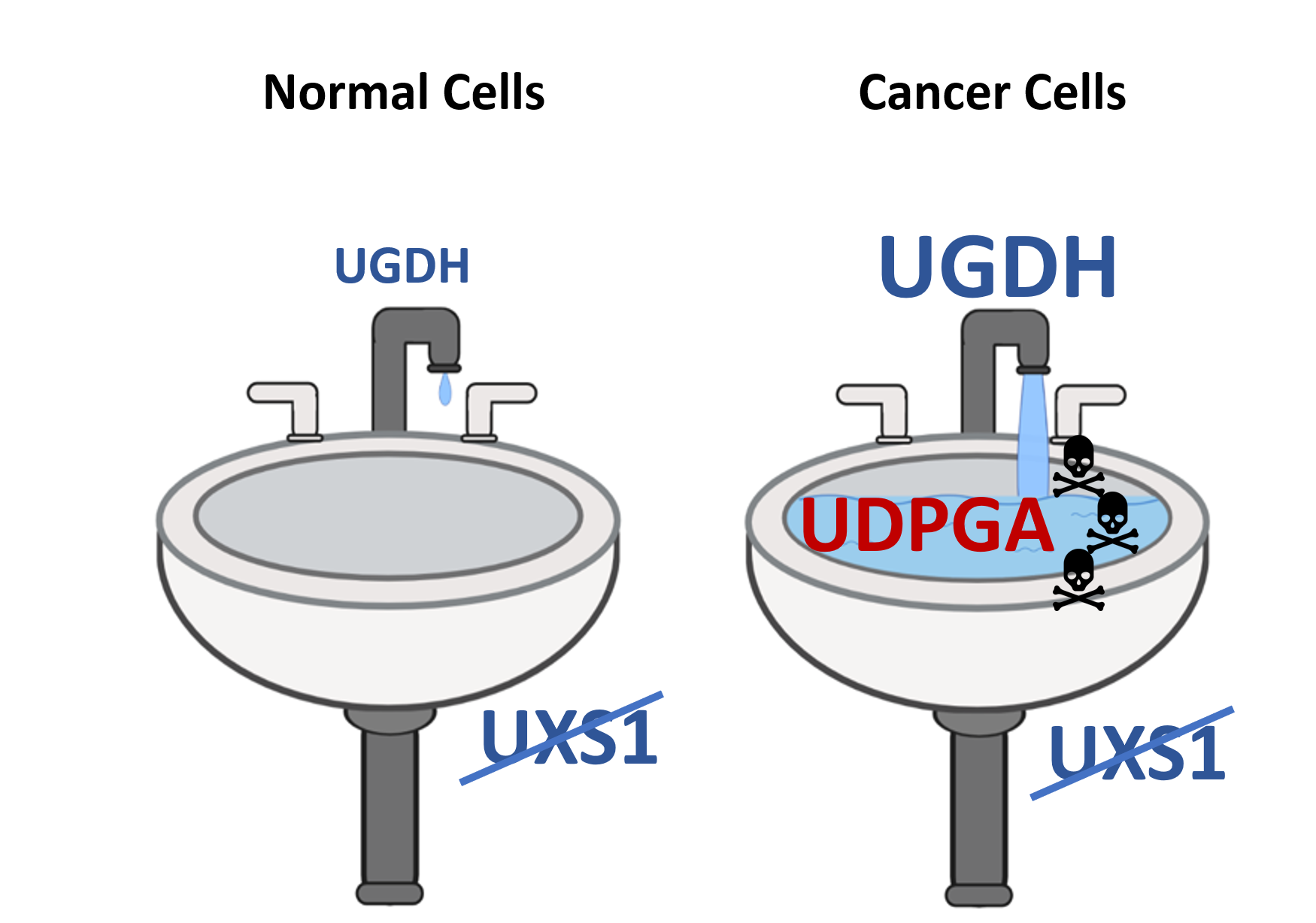 Kitchen sink analogy for poisoning cancer cells