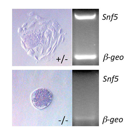 Snf5 is required for blastocyst hatching and ICM expansion.