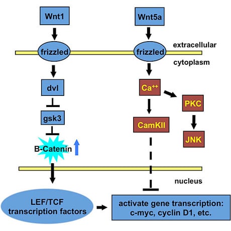 Canonical and non-canonical WNT signaling.