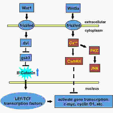Canonical and non-canonical WNT signaling.