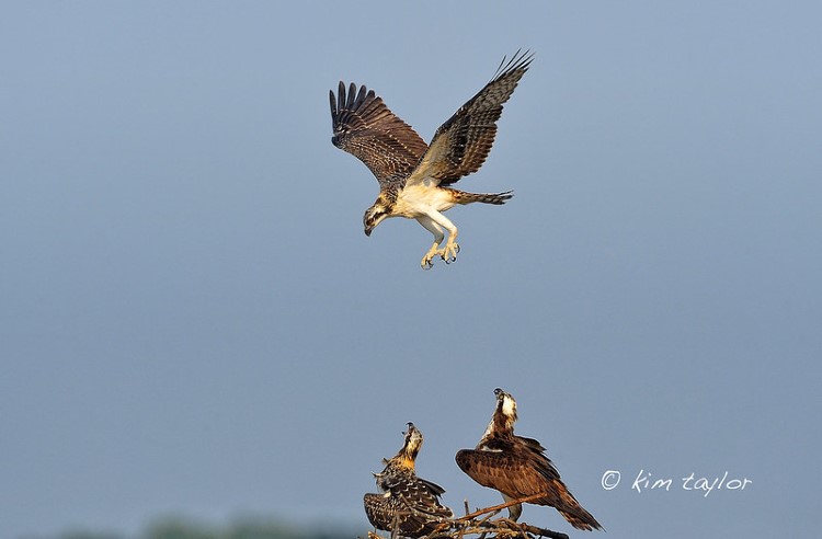 Osprey hovering over nest with hatchlings