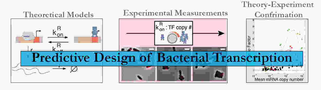 Bacterial-Tx.jpg