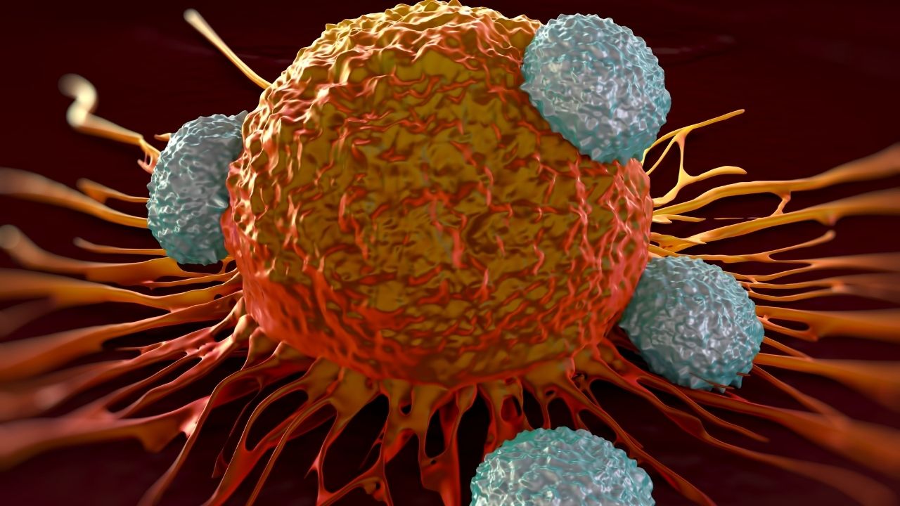 kent-lab-umass-immune-cells.jpg