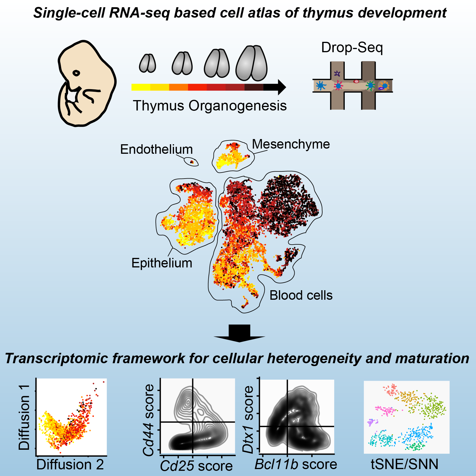 Single-cell RNA-seq based cell atlas of thymus development