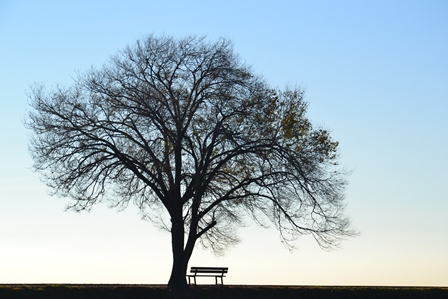 Lonely tree and bench