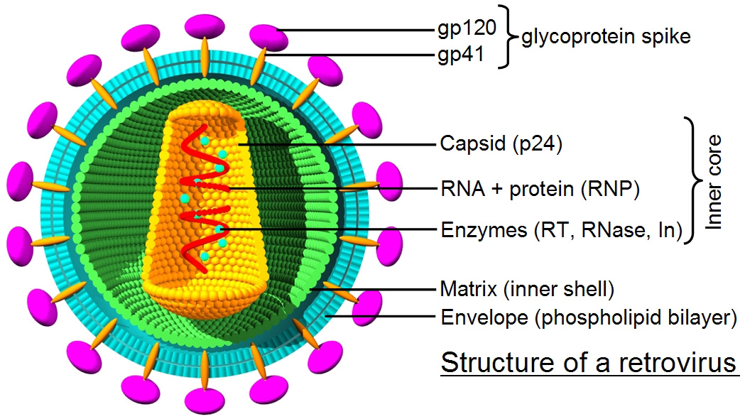 Retrovirus structure