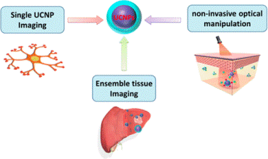 Upconversion nanoparticles: a versatile solution to multiscale biological imaging