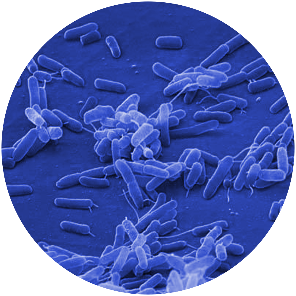 Bacteria_for web.png