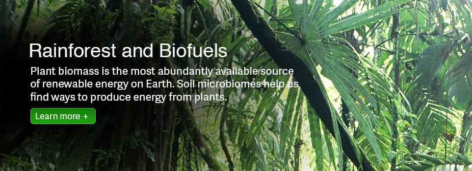 Rainforest and Biofuels