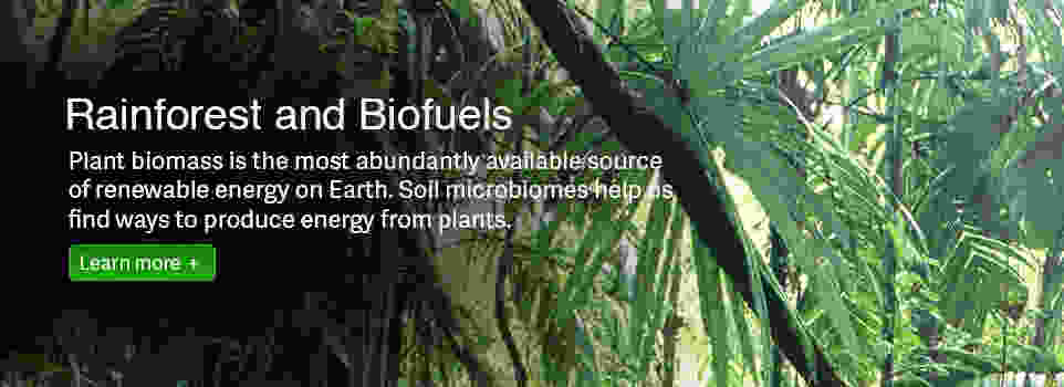 Rainforest and Biofuels