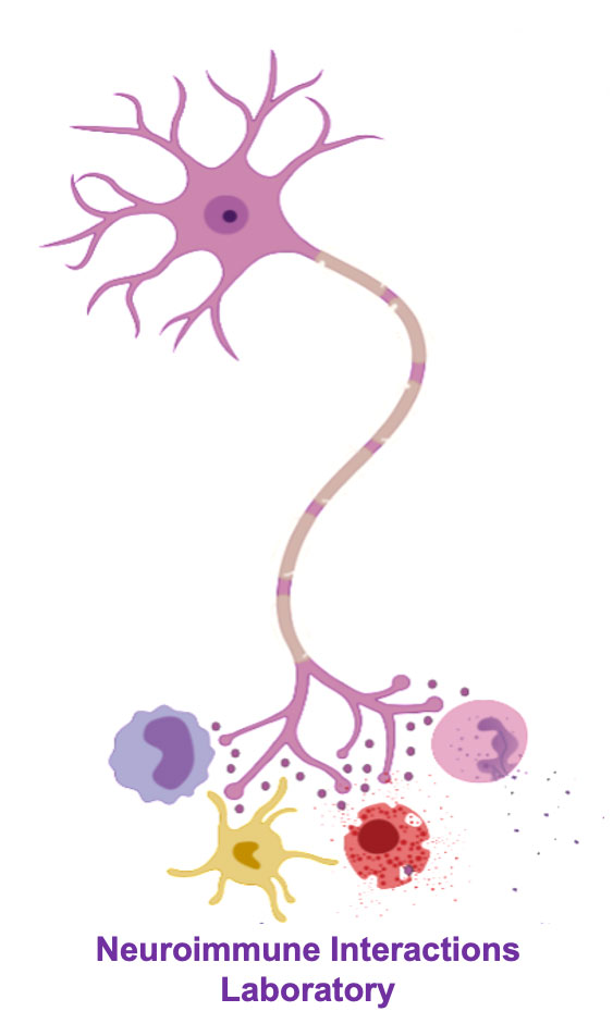 Neuroimmune Interactions Laboratory Logo