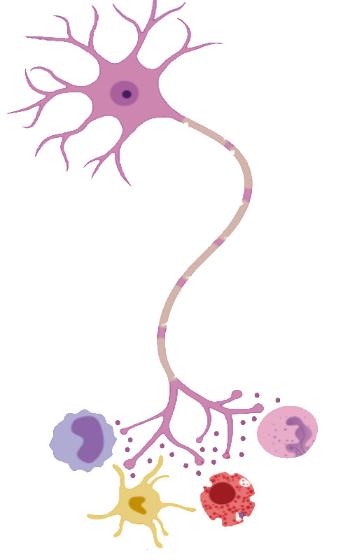 Neuroimmune Interactions Logo of a neuron