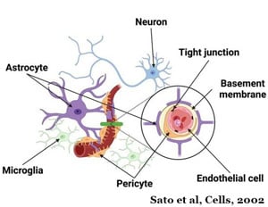 The Neurovascular Unit cited by: Sato et al, Cells, 2022