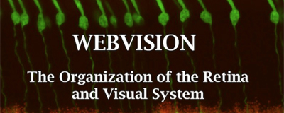 Webvision-link