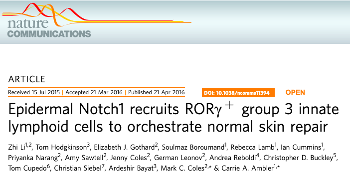 Epidermal Notch1 recruits RORγ+ group 3 innate lymphoid cells to orchestrate normal skin repair