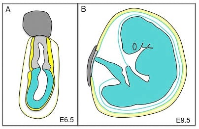 Cartoon mouse embryo