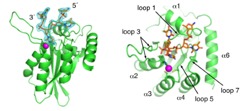 Crystal structure of APOBEC3A bound to single-stranded DNA reveals structural basis for cytidine deamination and specificity.