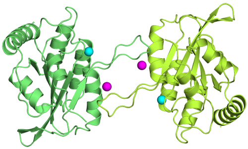 Crystal structure of the APOBEC3G catalytic domain reveals potential oligomerization interfaces.