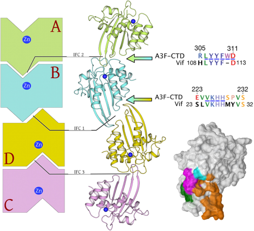 Crystal structure of the DNA cytosine deaminase APOBEC3F: the catalytically active and HIV-1 Vif-binding domain.