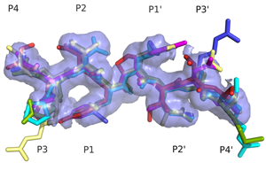 Superimposed HIV protease substrate complexes 