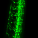Maximum projection of GFP-Fli1 in Zebrafish embryos