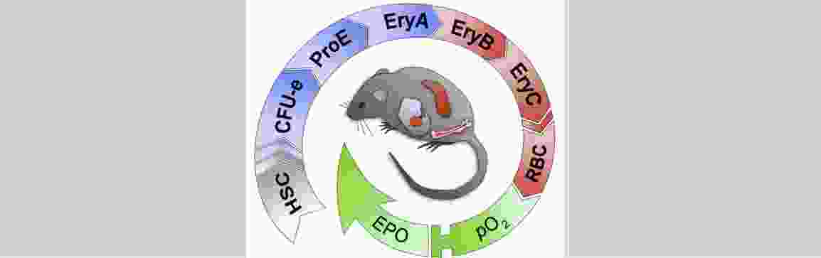 mouse erythropoiesis.jpg